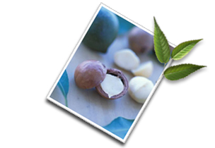 Información sobre la nuez de macadamia