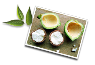 Nuez de macadamia : nutrientes